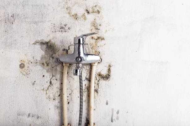  Leawood, KS Mold Removal Pros