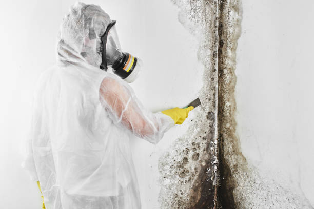 Best Toxic Mold Removal  in Leawood, KS