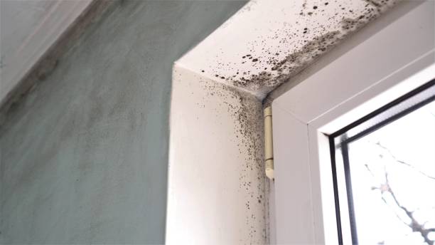 Best Same-Day Mold Removal  in Leawood, KS