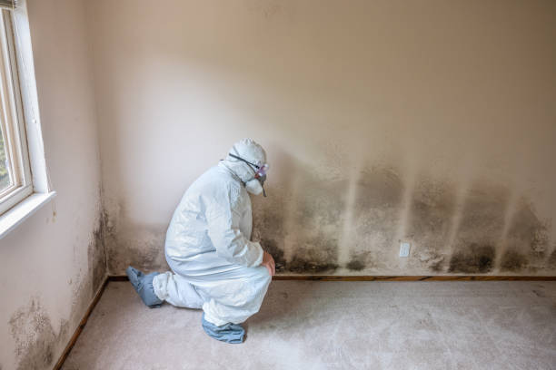 Reliable Leawood, KS Mold Removal Solutions
